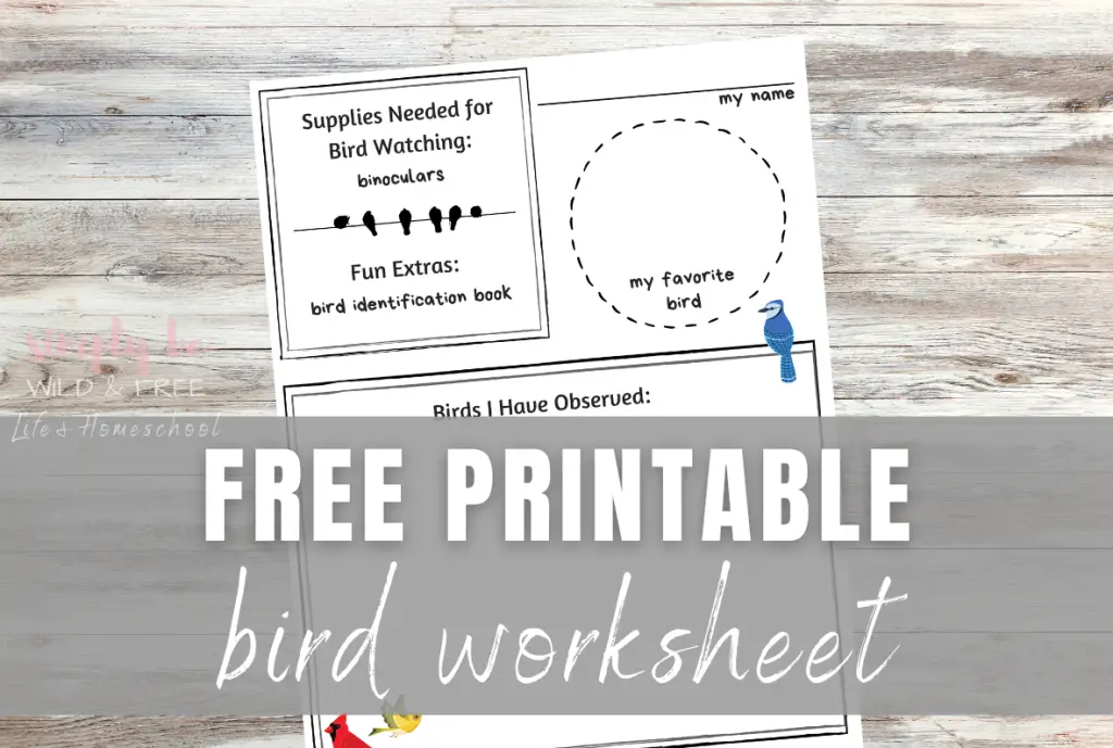 Free Printable Bird Worksheet