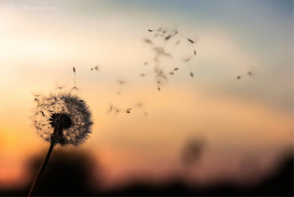 Making Wishes on Dandelions