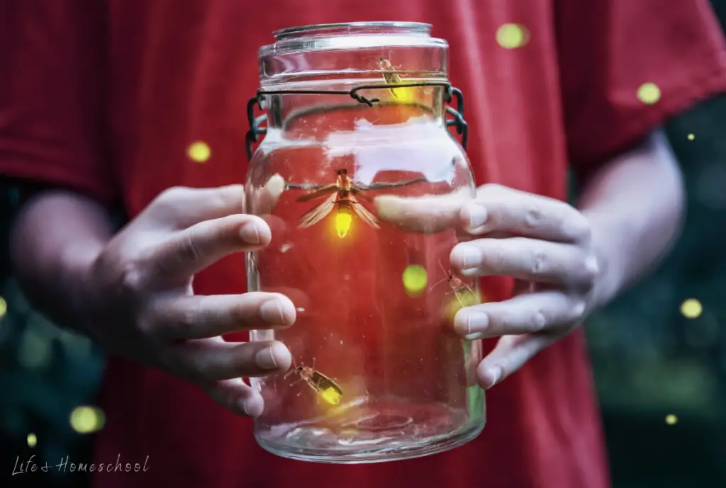 The Art of Catching Fireflies