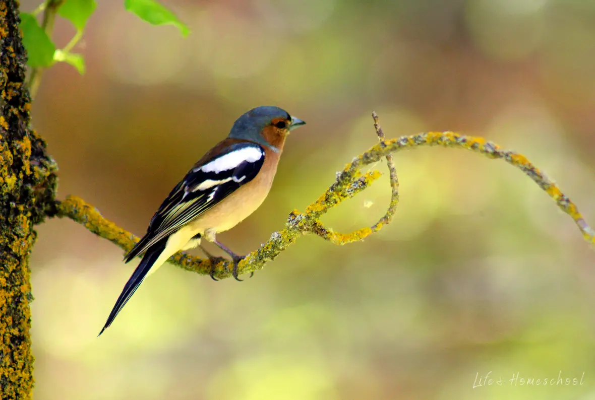 Tiny blue and white bird sitting on branch.